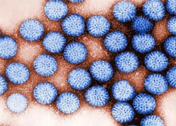virus survives in freshwater by attaching to plastic particles 121411