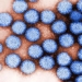 virus survives in freshwater by attaching to plastic particles 121411