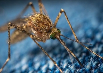 virus type transmitted through salt that can cause nervous system damage 122920