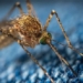virus type transmitted through salt that can cause nervous system damage 122920