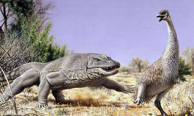 Illustration of Genyornis being hunted by a giant lizard in Australia around 50,000 years ago.