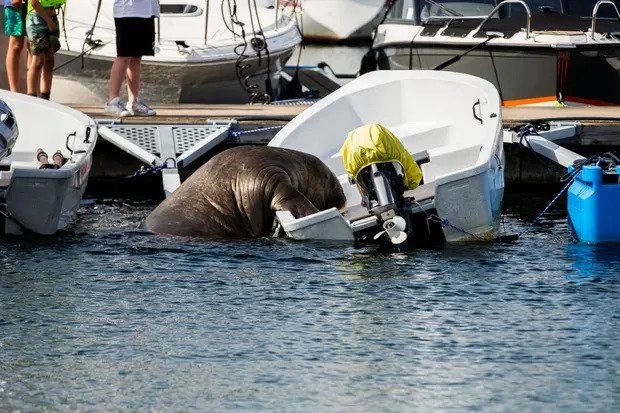 Freya swimming in Frognerkilen Bay, Oslo, Norway.