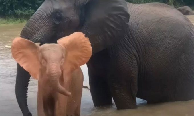 Khanyisa the elephant next to its adoptive mother.