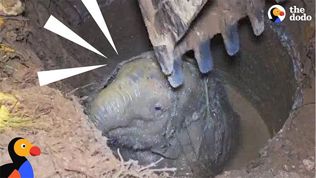 Image of the baby elephant trapped under the concrete pit.