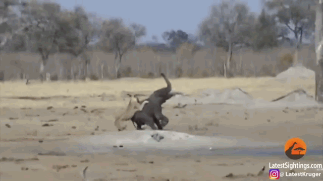 Due to its inability to resist, the young elephant became a lavish meal for the pride of lions.