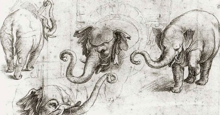 King Manuel I of Portugal gifted Hanno to Pope Leo X.