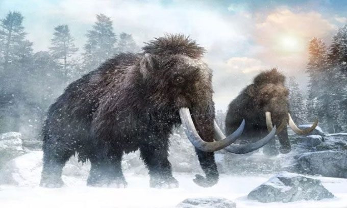 The appearance of the ancient woolly mammoth