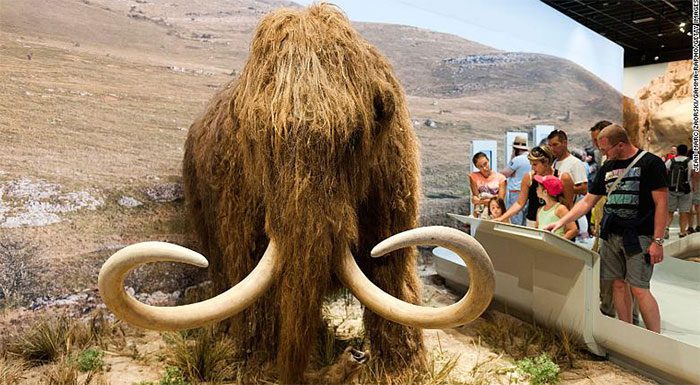Model of a Woolly Mammoth on Display in France