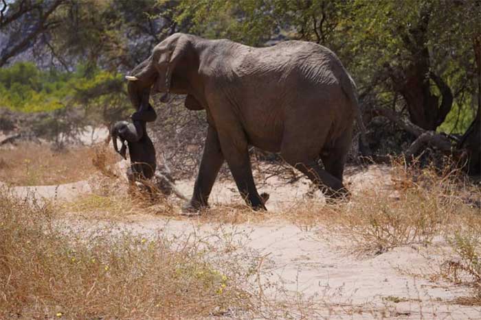 Mother elephant tightly wraps her calf's body and carries it around