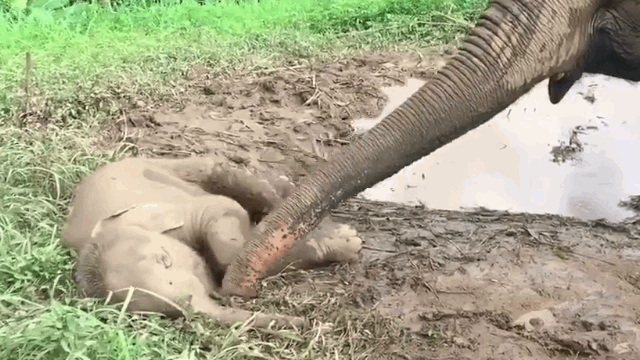 This mother elephant tenderly checks on her sleeping baby