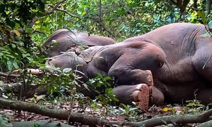 An elephant sleeping in the forest in Keonjhar district, Odisha.