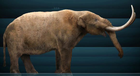Mastodon (Buesching's tooth elephant)