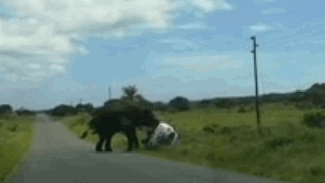 The car being tossed and overturned by the male elephant on the road.