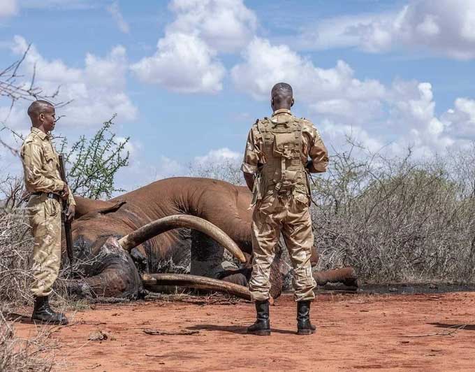 The body of super tusker Lugard. This elephant passed away at the age of 53 due to natural causes.