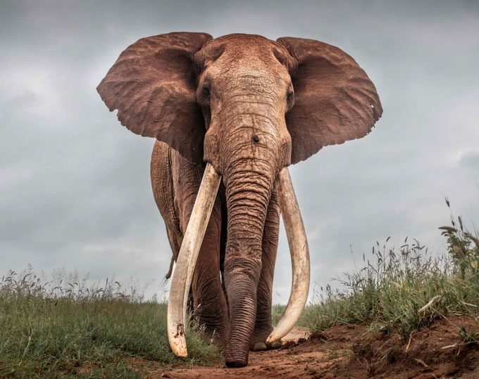 Lugard was believed to be the elephant with the largest tusks in the world while alive.