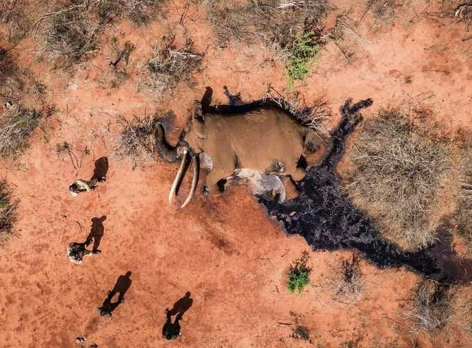 The body of super tusker Lugard seen from above