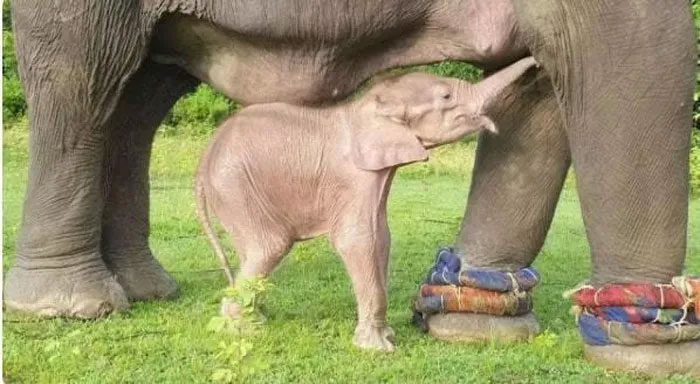 In Myanmar culture, white elephants are considered extremely auspicious