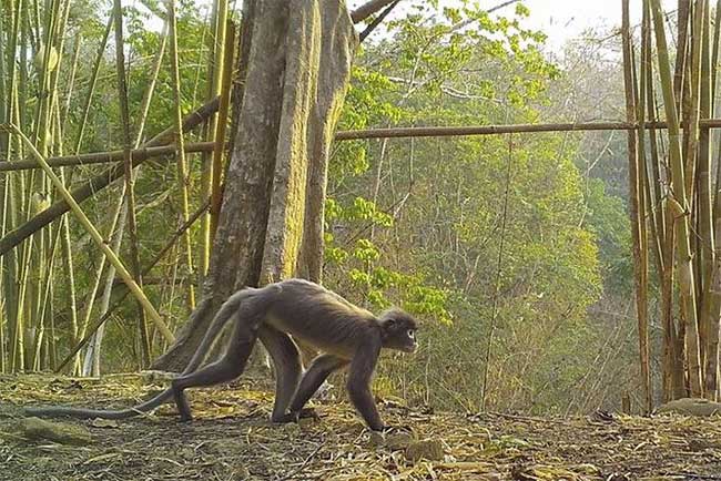 Ghost Monkey