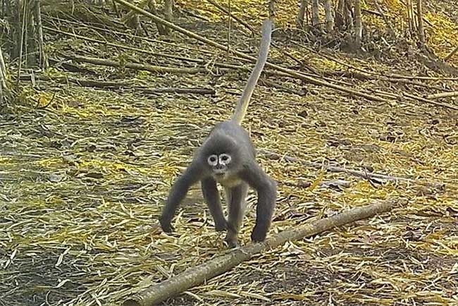 Popa Langur