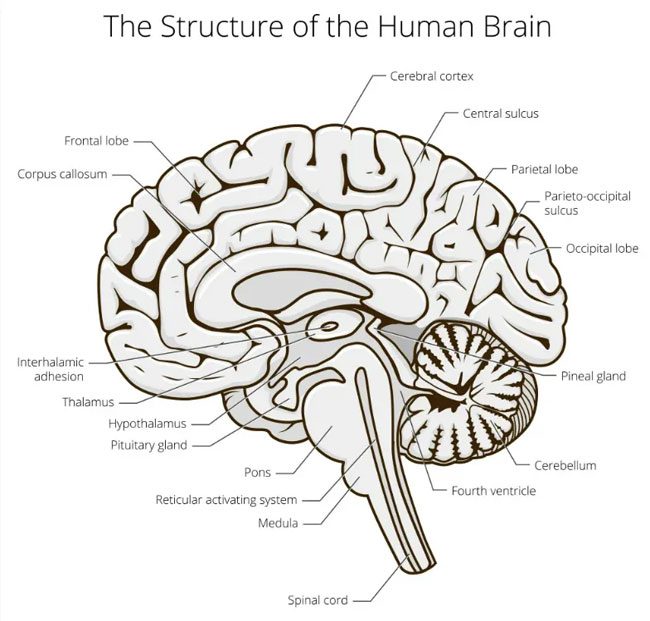Brain regions with different functions