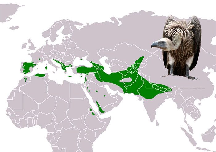 Distribution area of the Griffon Vulture.