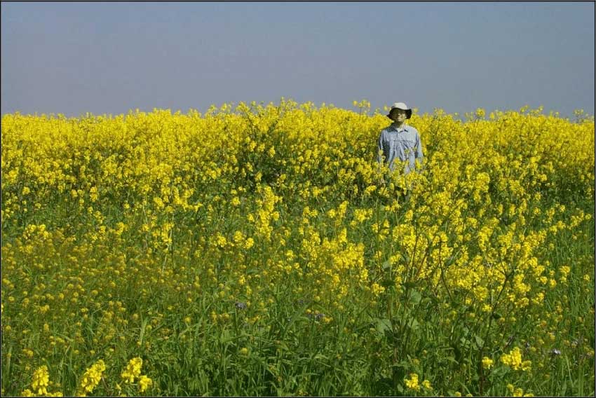 A scientist ambushing in the mustard field.