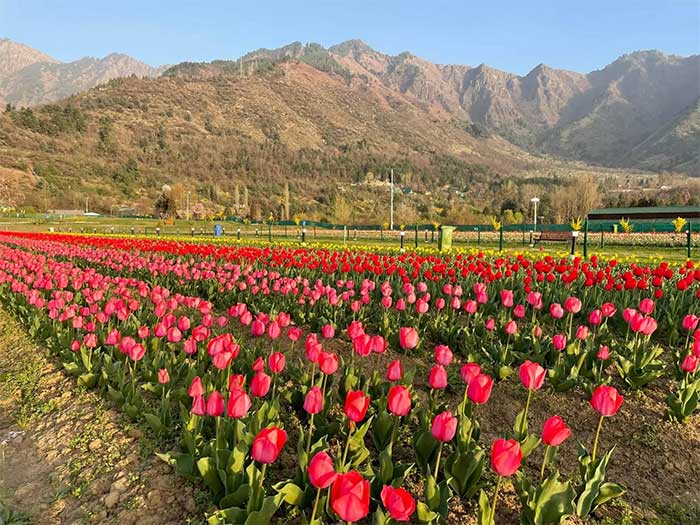 vuon hoa tulip lon nhat chau a 1