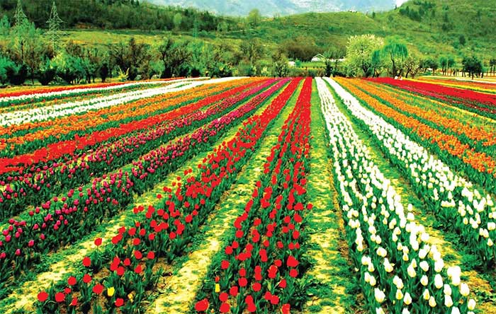 Tulips thrive well in Kashmir's soil.