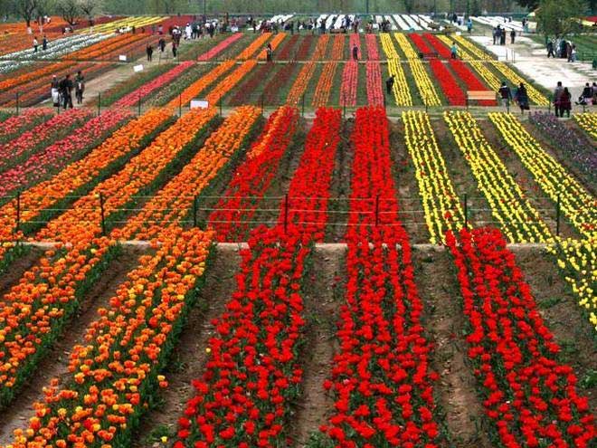 vuon hoa tulip lon nhat chau a 3