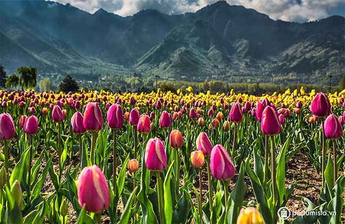 The tulip festival is usually held at the beginning of spring in the Kashmir Valley.