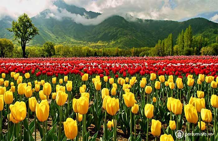 vuon hoa tulip lon nhat chau a 5
