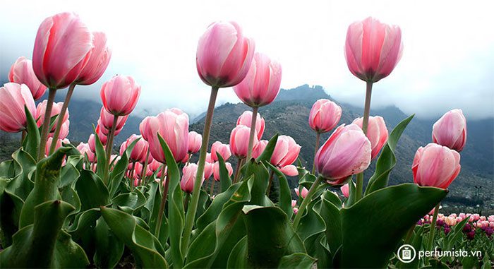 vuon hoa tulip lon nhat chau a 6