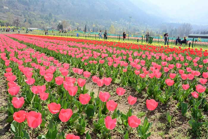 The Vast Tulip Garden in the Kashmir Valley.