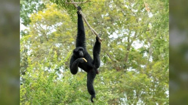 Siamang.