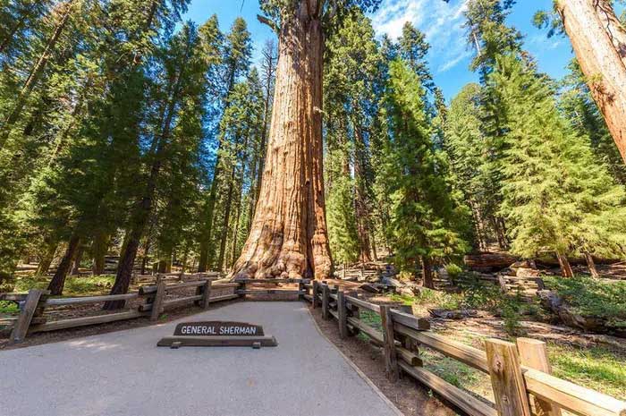 Sequoia National Park