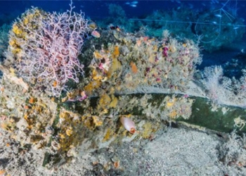 warship 2 000 years old has more than a hundred species of animals 118101