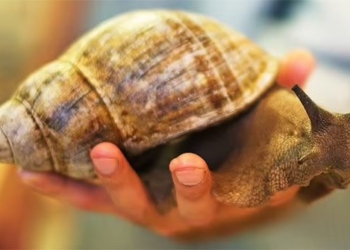 water lily snail does not carry egg cysts causing brain meningitis in humans 121541