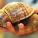 water lily snail does not carry egg cysts causing brain meningitis in humans 121541