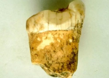 we bring back the bloodline of the species that once ate fish and mammoths 123746