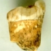 we bring back the bloodline of the species that once ate fish and mammoths 123746