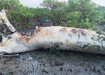 whale about 10 tons lands in the salt marsh van don 121800