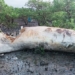 whale about 10 tons lands in the salt marsh van don 121800