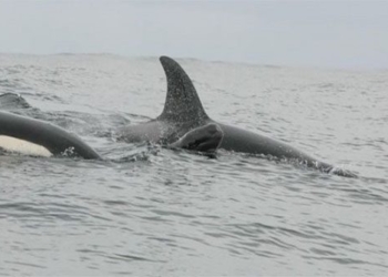 whale fishing with whale farmers pepper planting 121429