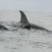 whale fishing with whale farmers pepper planting 121429