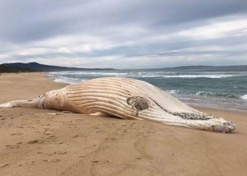 whale shark white rare landing beach australia 121973