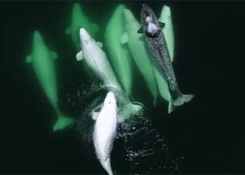 whale singing unusual nurturing sea ky lan 119254