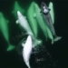 whale singing unusual nurturing sea ky lan 119254