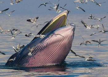 whale species just recorded last year next year is about to go extinct 123649