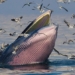 whale species just recorded last year next year is about to go extinct 123649
