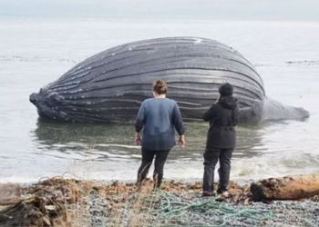 whale with a large tail like a basketball on malcolm island 123809
